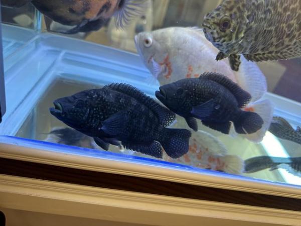 Image 1 of VARIOUS LARGE CICHLIDS AVAILABLE