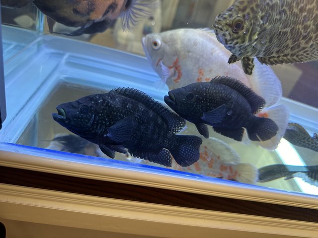 Preview of the first image of VARIOUS LARGE CICHLIDS AVAILABLE.