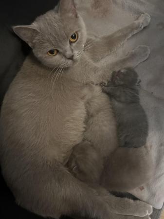 Image 3 of 3 Beautiful British shorthair Now all Sold