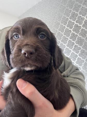 Image 4 of REDUCED! Beautiful cocker spaniel puppies - 3 boys 1 girl