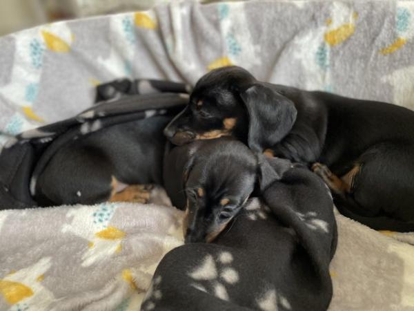 Image 27 of miniature dachshund puppies