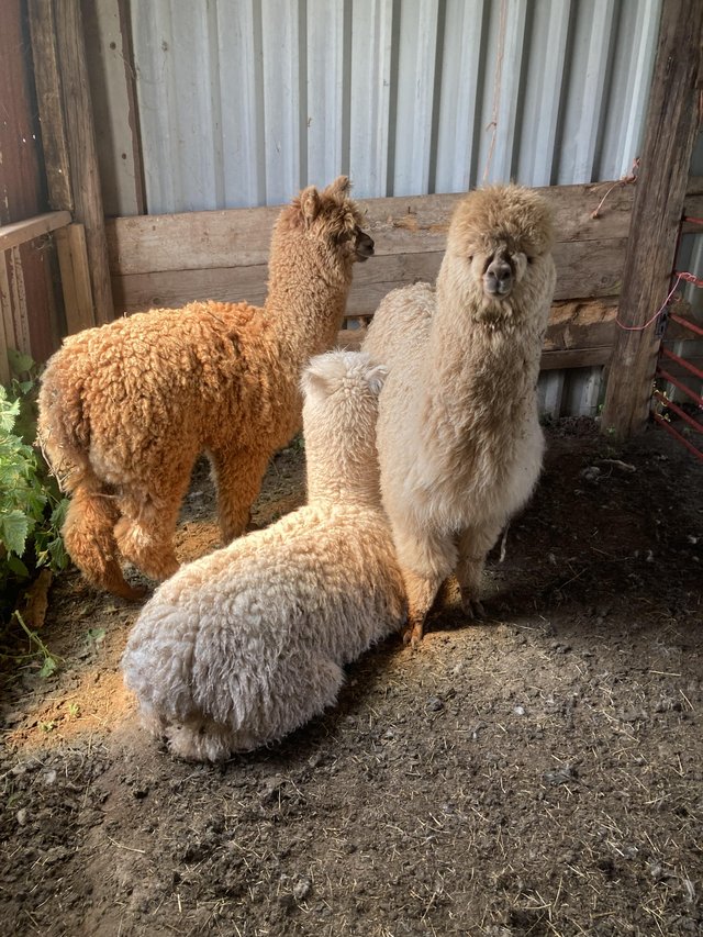 Preview of the first image of Alpaca weanlings, pedigree registered x3 male.