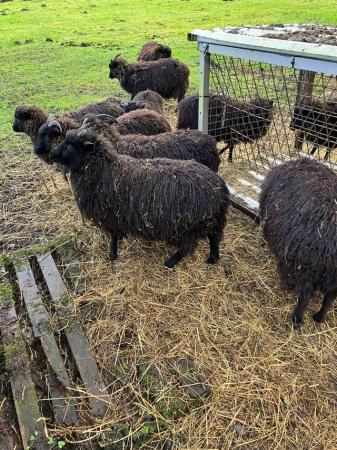 Image 1 of Hebridian ewes for sale born April 23