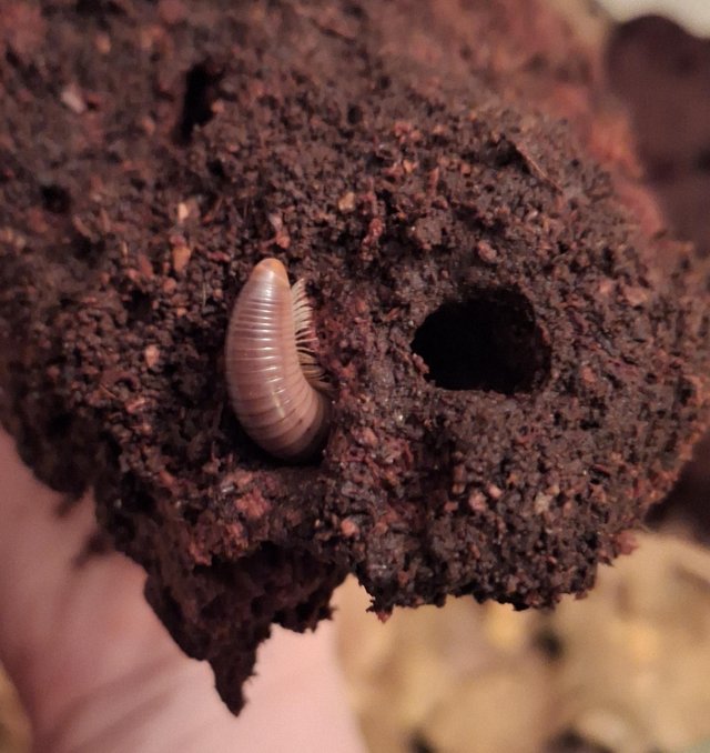 Preview of the first image of Giant Seychelles millipedes.