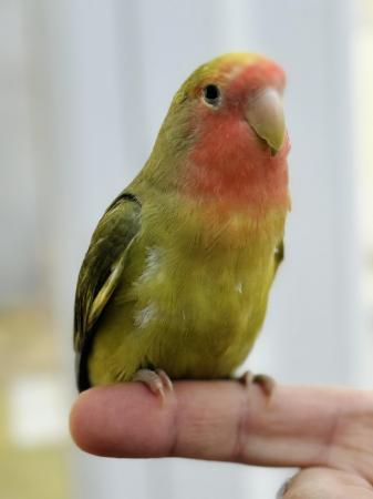 Image 4 of BEAUTIFUL HAND TAME GREEN PEACH LOVE BIRD