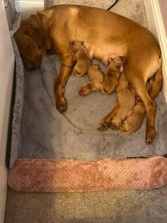 Image 7 of Stunning Fox Red Labs for sale
