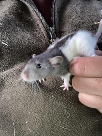 Image 4 of 8 week old well handled fancy rats,