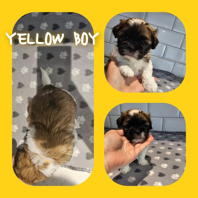 Preview of the first image of Lhasa apso puppies!! 3 boys 1 girl left.