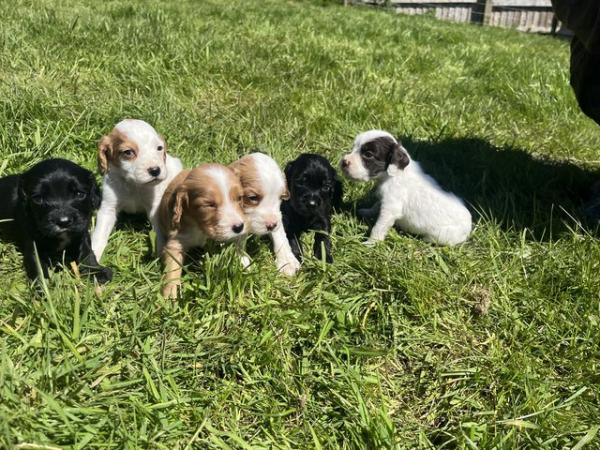 Image 4 of Working Cocker Spaniel Puppies
