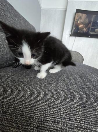 Image 8 of Kittens Ready in 2 Weeks (only black and white and black lef