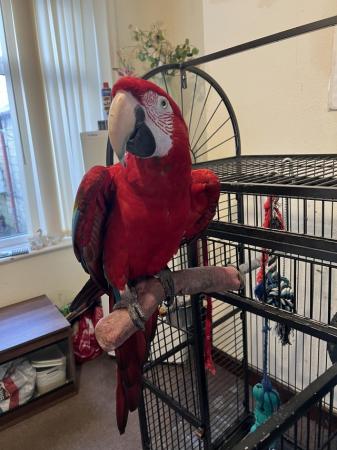 Image 2 of Greenwing macaw. Male 3yrs old