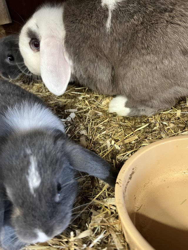 Preview of the first image of Georgeous baby lop eared rabbits.