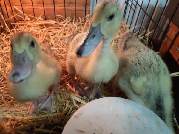 Image 3 of Trio of UNSEXED 2.5 week old Silver Appleyard ducklings