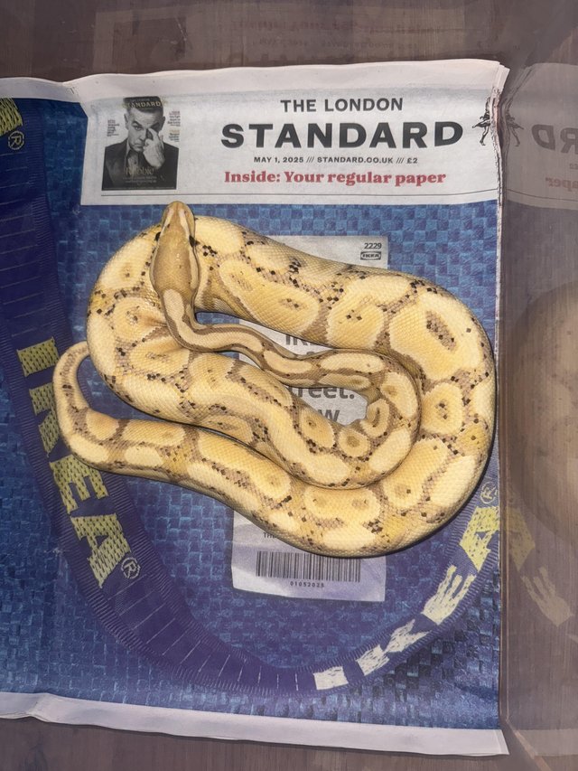 Coral Glow Het.Clown Male