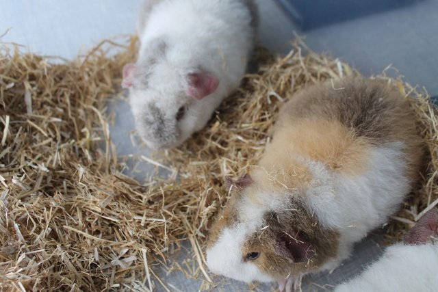 Image 2 of Two Baby Guinea Pigs Boys, Born 10th April So Cute
