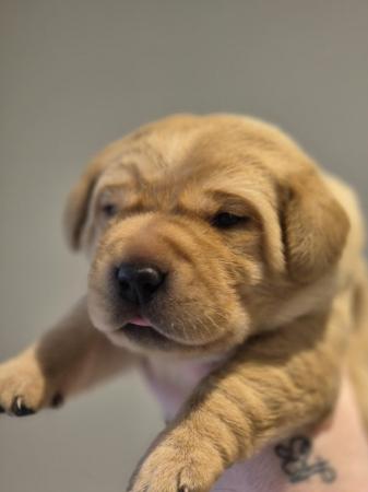 Image 3 of KC Registered Labrador puppies