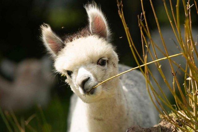 Image 12 of Beautiful Quality Alpacas for Sale
