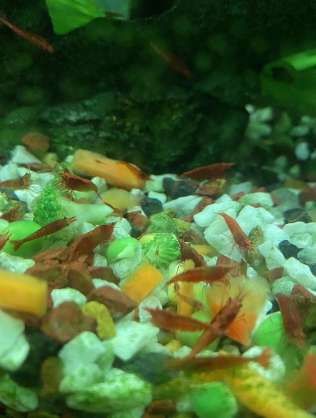 Preview of the first image of 24 Red Cherry Shrimp only £20.