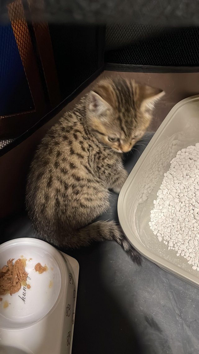 Preview of the first image of Female BENGAL - SAVANNAH cross kitten.
