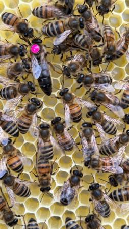 Image 21 of Bee Nucs overwintered 2024 for sale