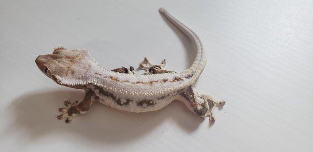 Image 5 of Female Lilly White Crested Gecko