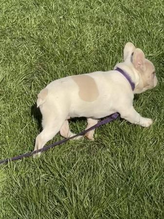 Image 15 of KC REGISTERED TRUE TO TYPE FRENCH BULLDOG BOY