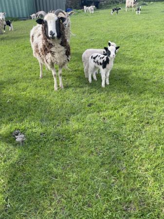 Image 2 of Jacob cross ewes with lambs at foot