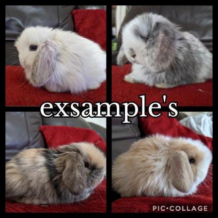 Image 2 of 2024 Pure well bred mini lop rabbits