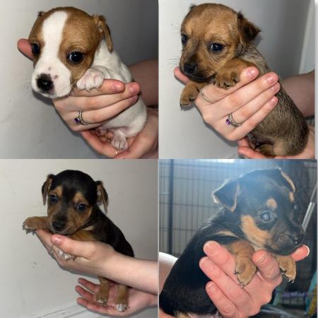 Image 1 of Jack Russell puppies for sale (only 4 boys left)