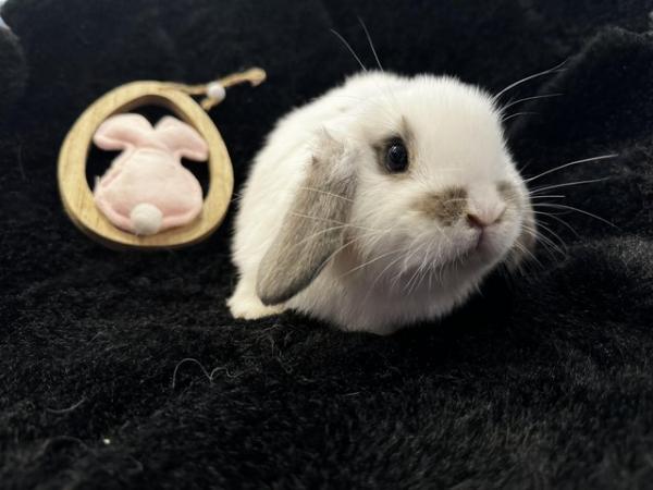 Image 3 of Mini Lop Baby Bunny Rabbits