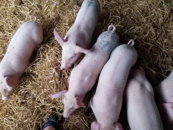 Image 2 of Commercial type piglets,
