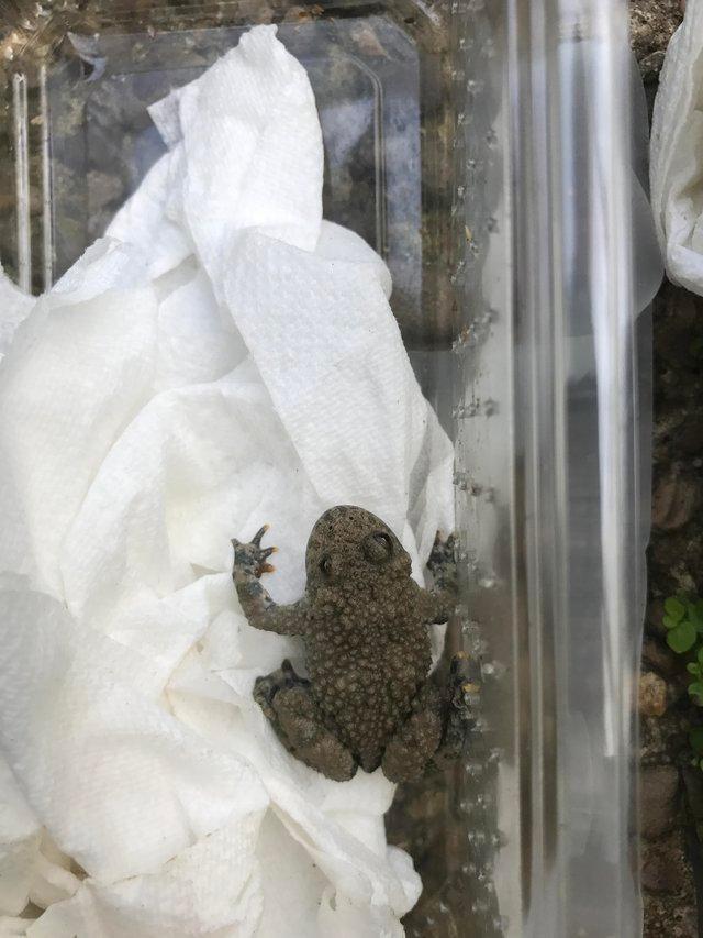 Preview of the first image of Yellow bellied toads for sale.