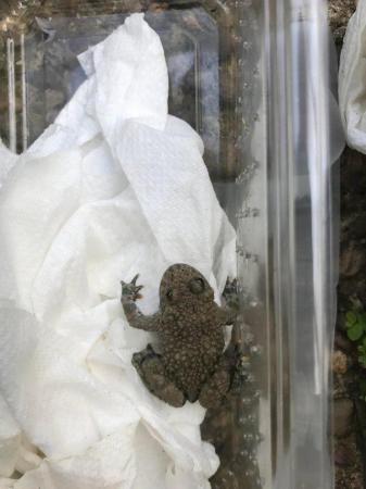 Image 1 of Yellow bellied toads for sale