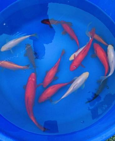 Image 5 of Large Goldfish mixed colours and varieties