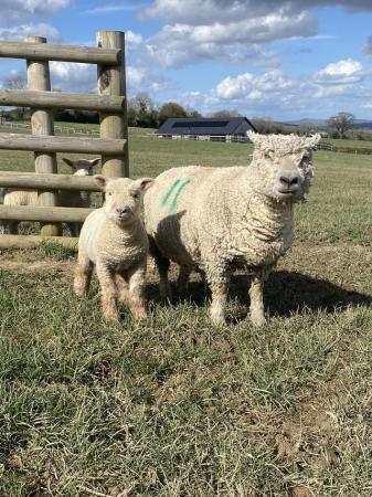 Image 2 of Southdown ewe and lambs for sale