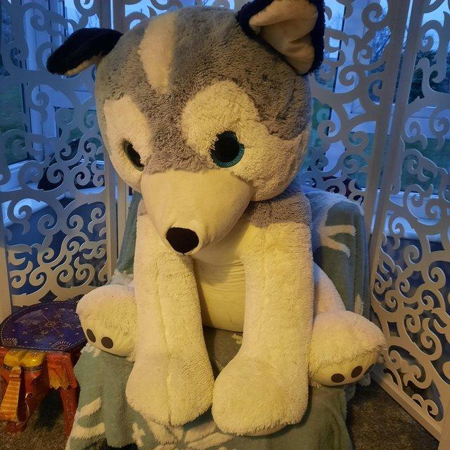 Preview of the first image of Giant soft cuddley husky 80 cm high dog.