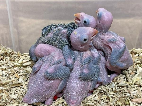 Image 9 of Properly Hand Reared Indian Ringneck Chicks Cuddly Tame