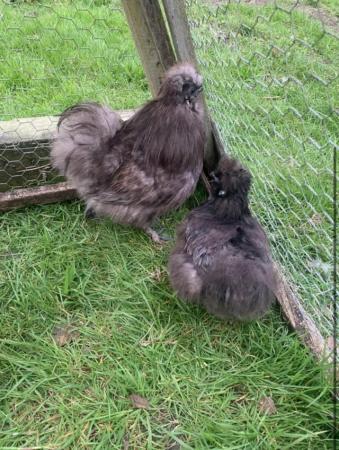 Image 5 of Pure black silkies hatching egg!!!