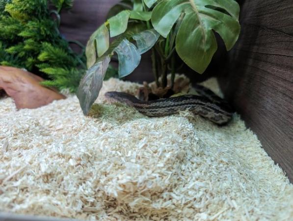 Image 6 of Beautiful adult corn snake for sale