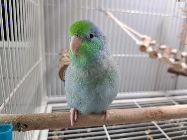 Preview of the first image of 5 month old, blue parrotlet, with full setup and food..