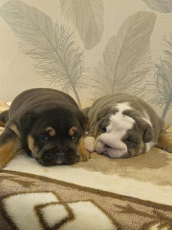 Image 4 of English Bulldog Puppies, Blue & Tan, Blue & White For Sale