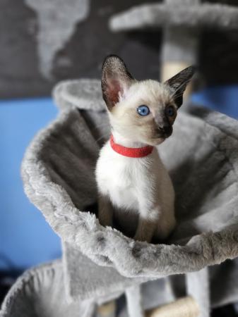 Image 21 of Exceptionally beautiful and silky soft GCCF siamese kittens