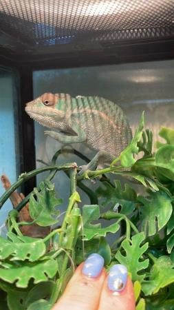 Image 10 of Panther Chameleons at Birmingham Reptiles