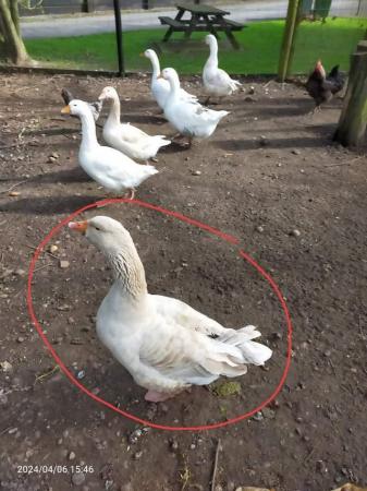 Image 1 of stolen american buff goose and chicken