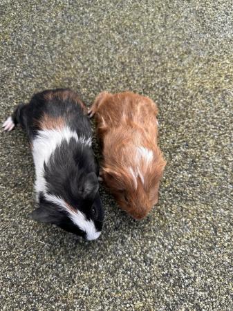 Image 4 of PAIR MALE GUINEA PIG BABIES