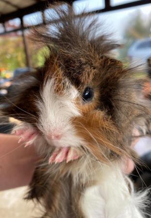 Image 1 of Beautiful long haired very friendlybaby boy guinea pigs
