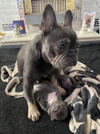 Image 3 of Blue French bulldog puppies
