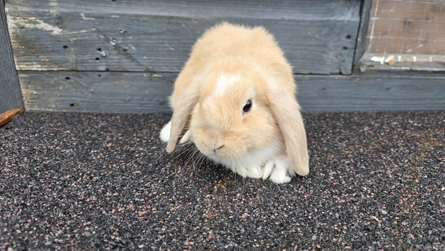 Image 11 of Mini lops looking for new homes