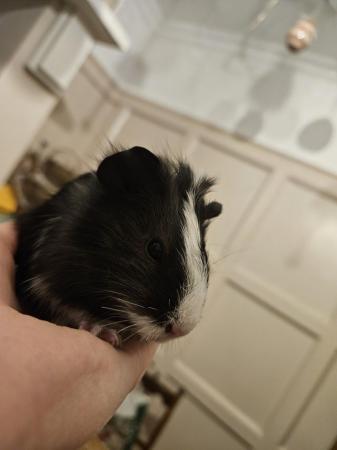 Image 3 of 5 guinea pigs for sale, Male/Female