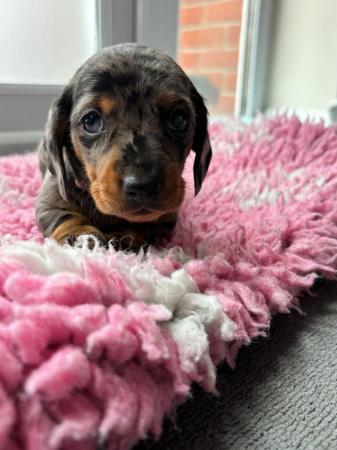 Image 20 of KC registered Quality miniature dachshund puppies